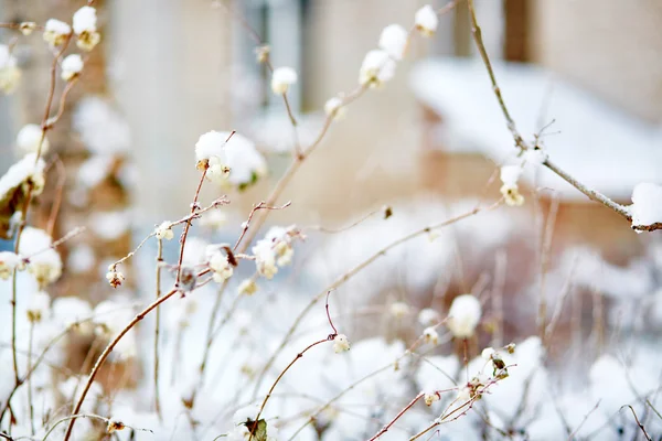 Bagas de neve — Fotografia de Stock