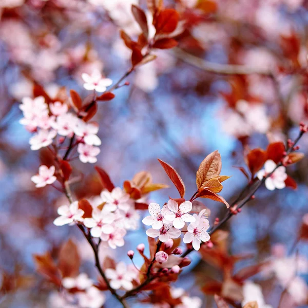 Beautiful cherry blossom flowers — Stock Photo, Image
