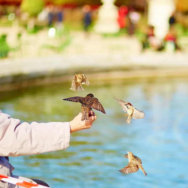 Man feeding sparrows — Stock Photo, Image