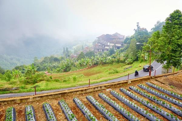 Strawberry plantaions near Bratan lake, Bali — Stock Photo, Image