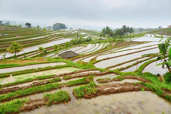 Рисовая терраса Jatiluwih в дождливый день — стоковое фото