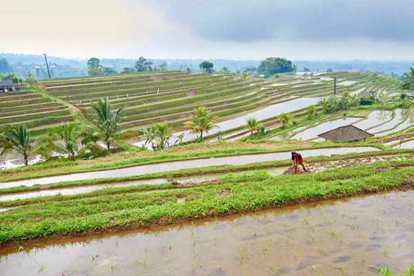 Jatiluwih ris terrass en regnig dag — Stockfoto