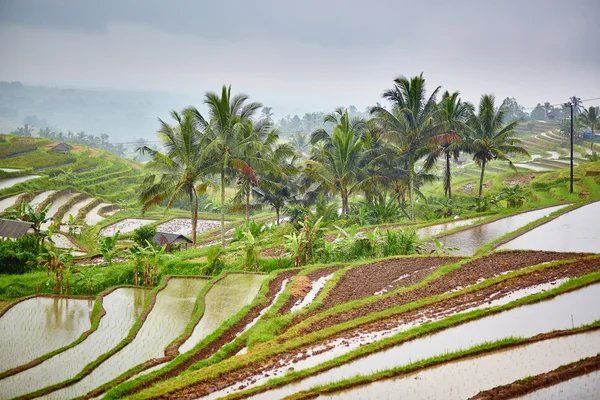 Jatiluwih ρύζι βεράντα σε μια βροχερή μέρα — Φωτογραφία Αρχείου