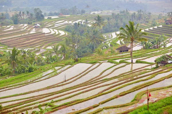 Jatiluwih rice terrace on a rainy day — Stock Photo, Image