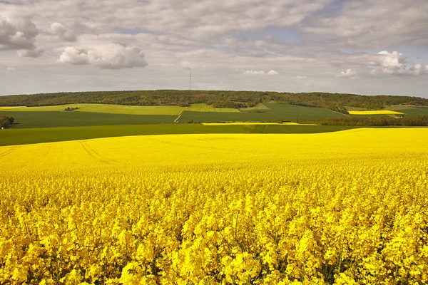 Vista panorâmica do campo de colza — Fotografia de Stock