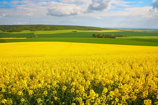 Panoramic view of rapeseed field — Stock Photo, Image