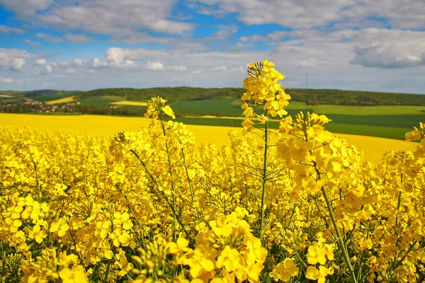 Panoramic view of rapeseed field — Stock Photo, Image