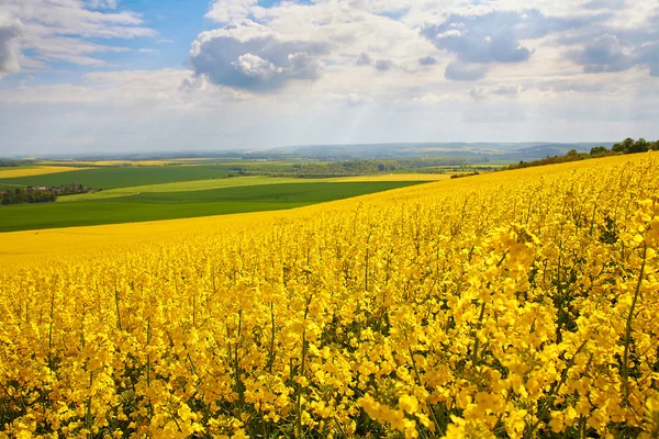 Panoramic view of rapeseed field — Stock Photo, Image