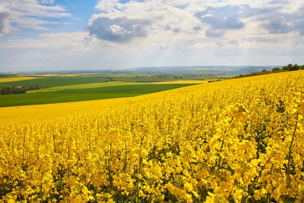 Panoramisch uitzicht van koolzaad veld — Stockfoto