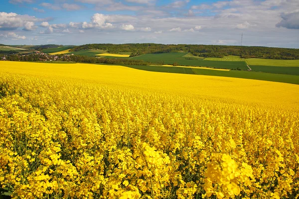 Panoramisch uitzicht van koolzaad veld — Stockfoto