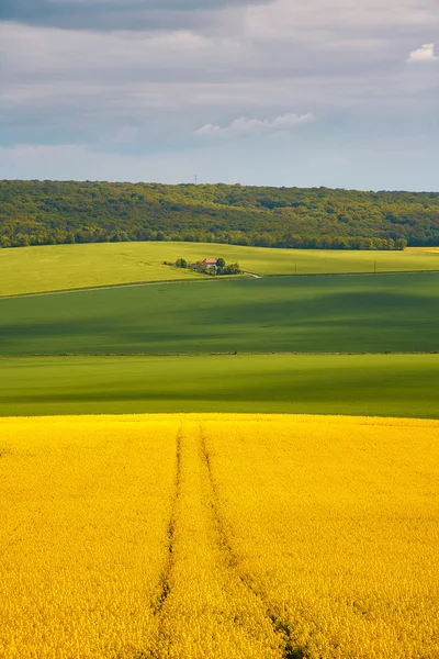 Panoramautsikt över raps fält — Stockfoto