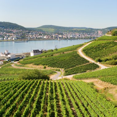 Rudesheim am Rhein 'daki üzüm bağları