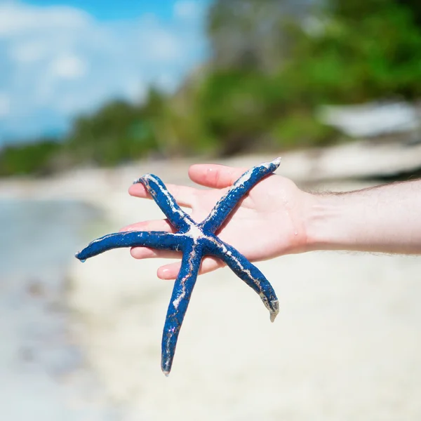 Hombre sosteniendo estrellas de mar azules en perfecta playa tropical de arena blanca —  Fotos de Stock