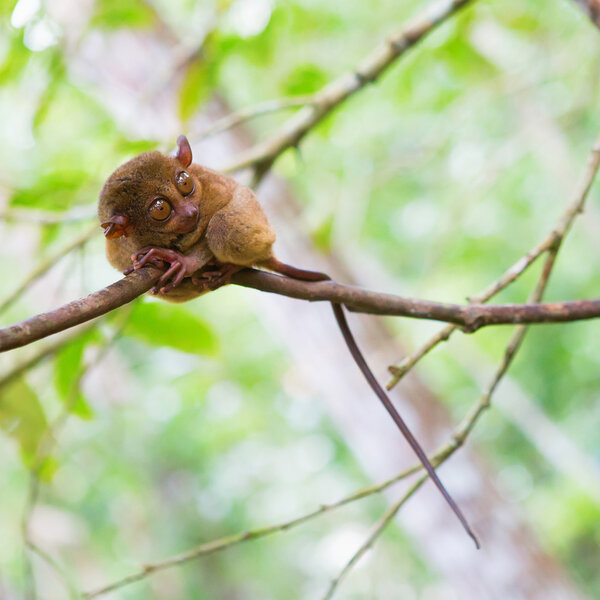 Филиппинский тарсиер (Tarfsyrichta), самый маленький примат в мире
