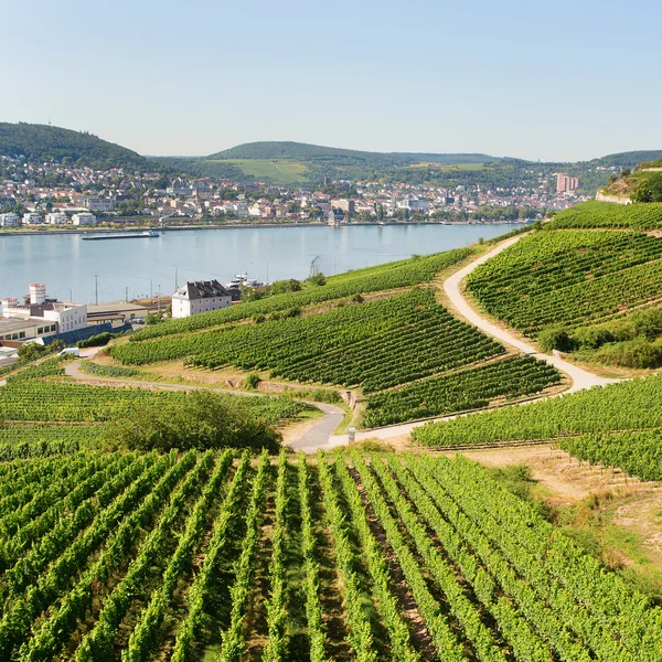 Viñedos en Rudesheim am Rhein —  Fotos de Stock