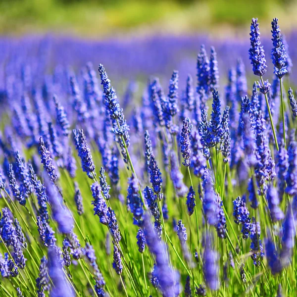 Beautiful blooming lavender field — Stock Photo, Image