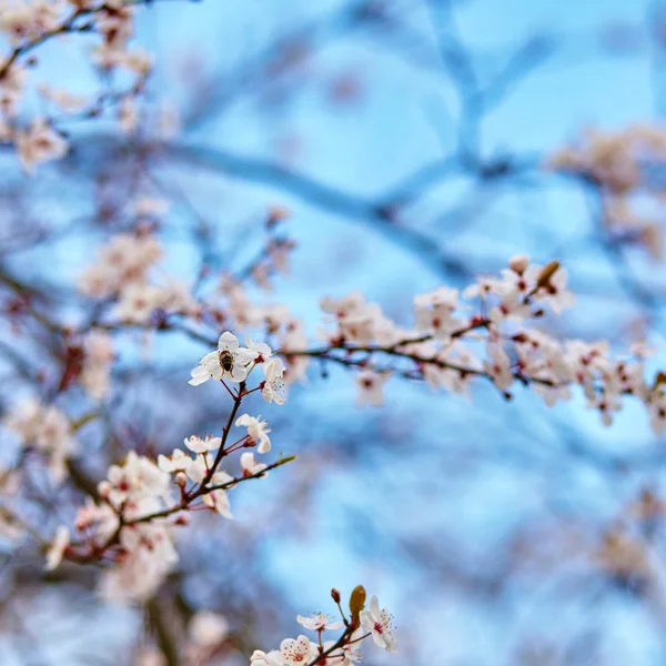 Fiori di ciliegio contro il cielo blu — Foto Stock