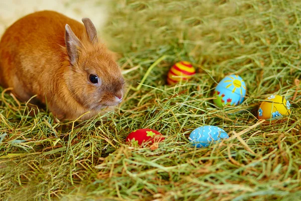 Conejo de Pascua con huevos pintados en heno —  Fotos de Stock