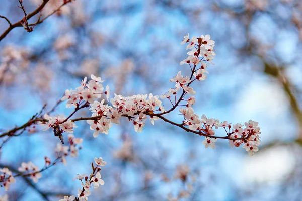 Fiori di ciliegio contro il cielo blu — Foto Stock