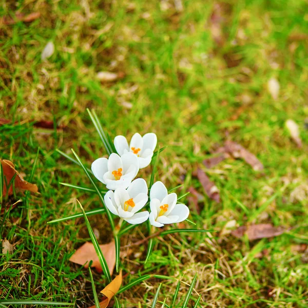 Azafrán blanco en primavera —  Fotos de Stock