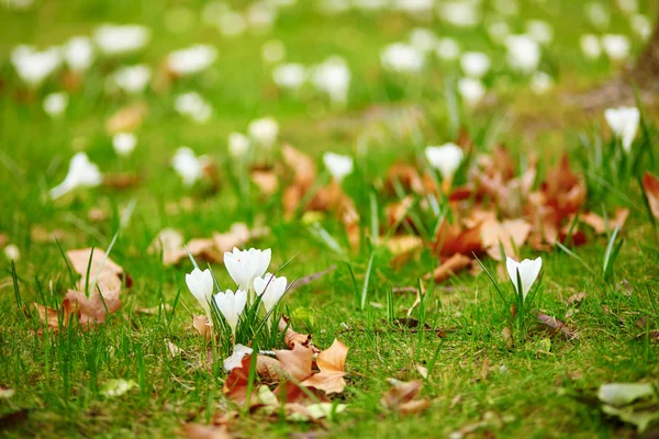 White krokus na wiosnę — Zdjęcie stockowe