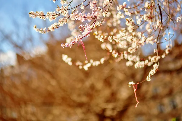 Martisor, símbolo do início da primavera — Fotografia de Stock