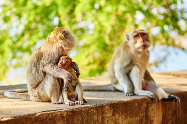 Maymun aile kendi doğal ortamlarında, Bali