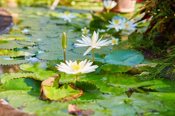 Lindos lírios de água branca na lagoa — Fotografia de Stock