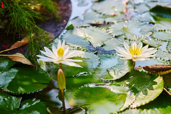 Beautiful white water lilies in pond — Stock Photo, Image