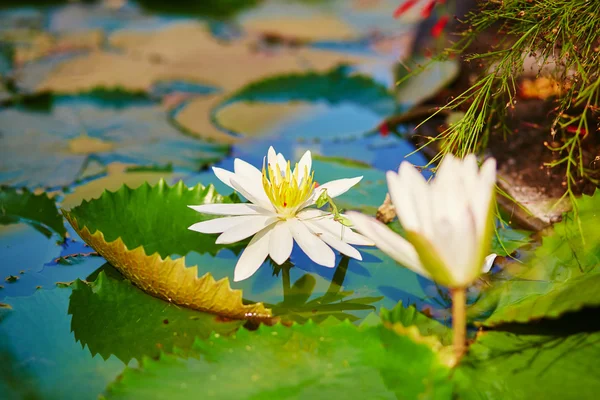 Mooie witte waterlelies in een vijver — Stockfoto