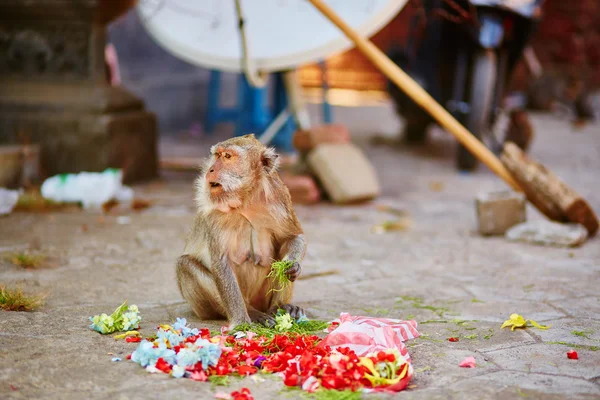 Ofertas de comida de macaco em um templo balinês — Fotografia de Stock