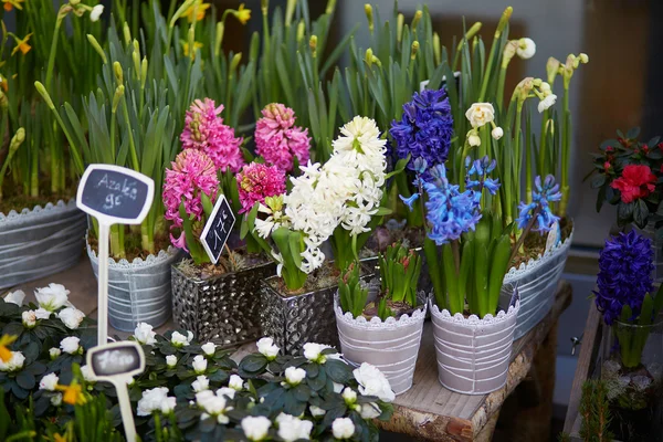 Відкритий квітковий магазин в Парижі — стокове фото