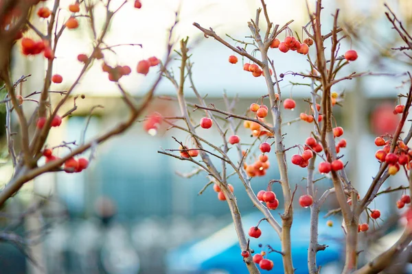 Mele rosse mature sull'albero — Foto Stock