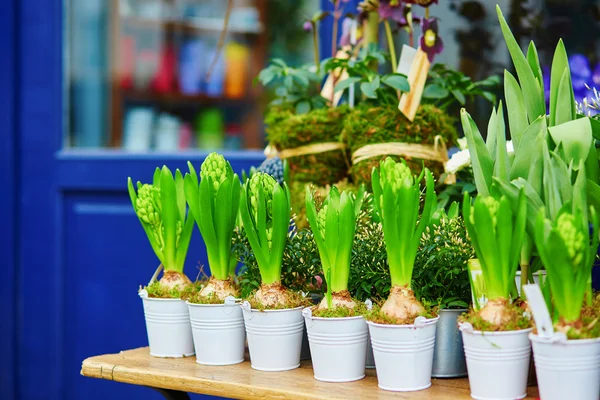 Outdoor flower shop in Paris — Stock Photo, Image