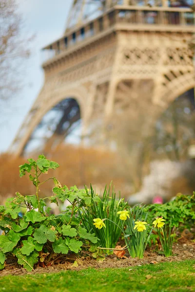 Narcis înflorește lângă turnul Eiffel — Fotografie, imagine de stoc