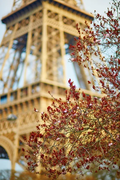 Frühling in Paris — Stockfoto