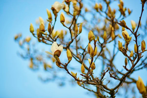 Witte magnolia boom bloesem — Stockfoto
