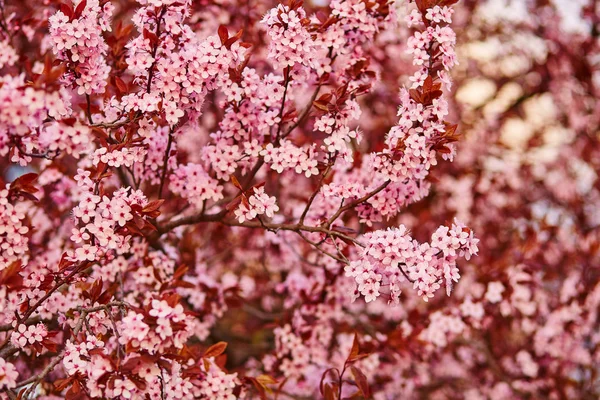 Körsbärsblommor i full blom — Stockfoto