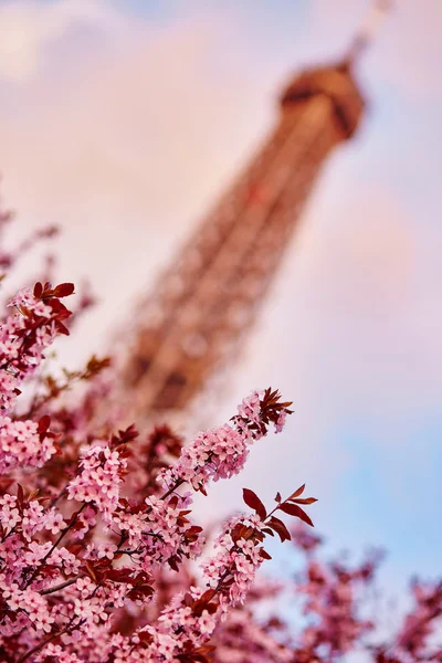 Spring in Paris — Stock Photo, Image