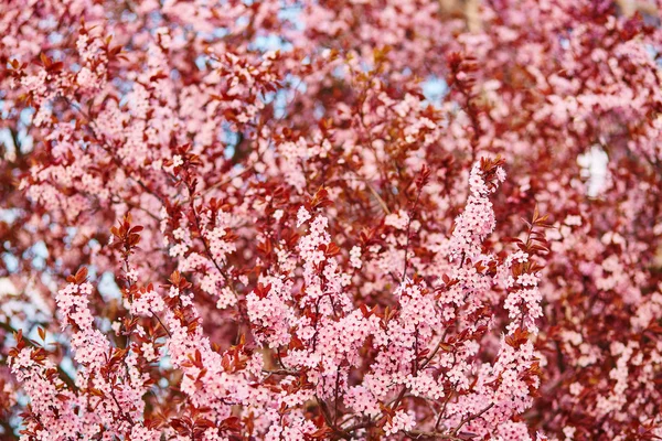 Körsbärsblommor i full blom — Stockfoto