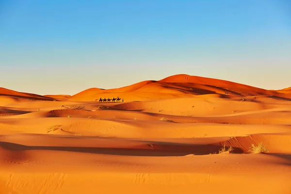 Caravana de camelo no deserto do Saara — Fotografia de Stock