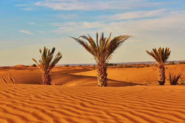 Palm trees and sand dunes — Stock Photo, Image