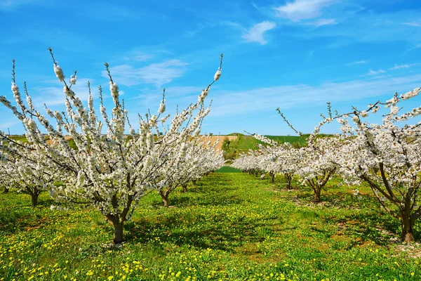 美しい花咲くリンゴの木 — ストック写真