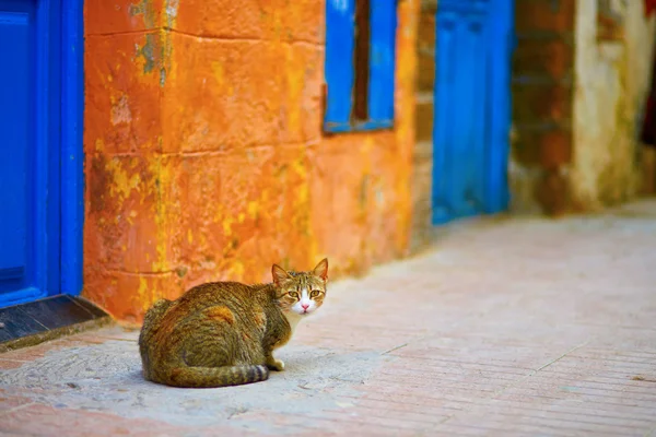 エッサウィラの路上でぶち猫 — ストック写真