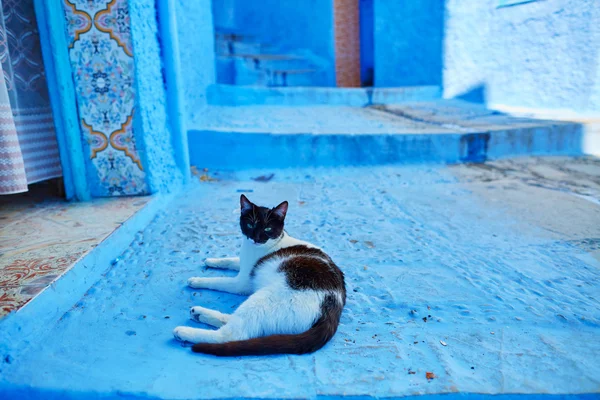 Sokak: Chefchaouen, Morocco — Stok fotoğraf