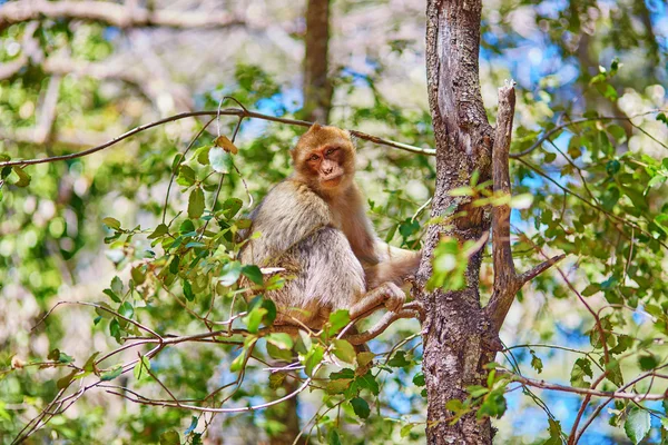 Singes barbares dans la forêt de cèdres près d'Azrou — Photo