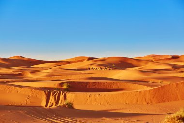 Camel caravan in Sahara Desert, Morocco clipart