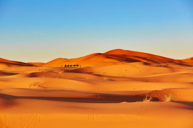 Camel caravan in Sahara Desert, Morocco clipart