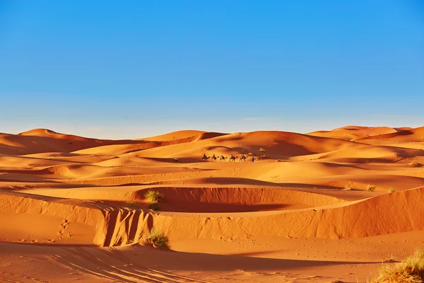 Kameel caravan in Sahara woestijn, Marokko — Stockfoto