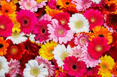 Birçok gerbera çiçekleri closeup